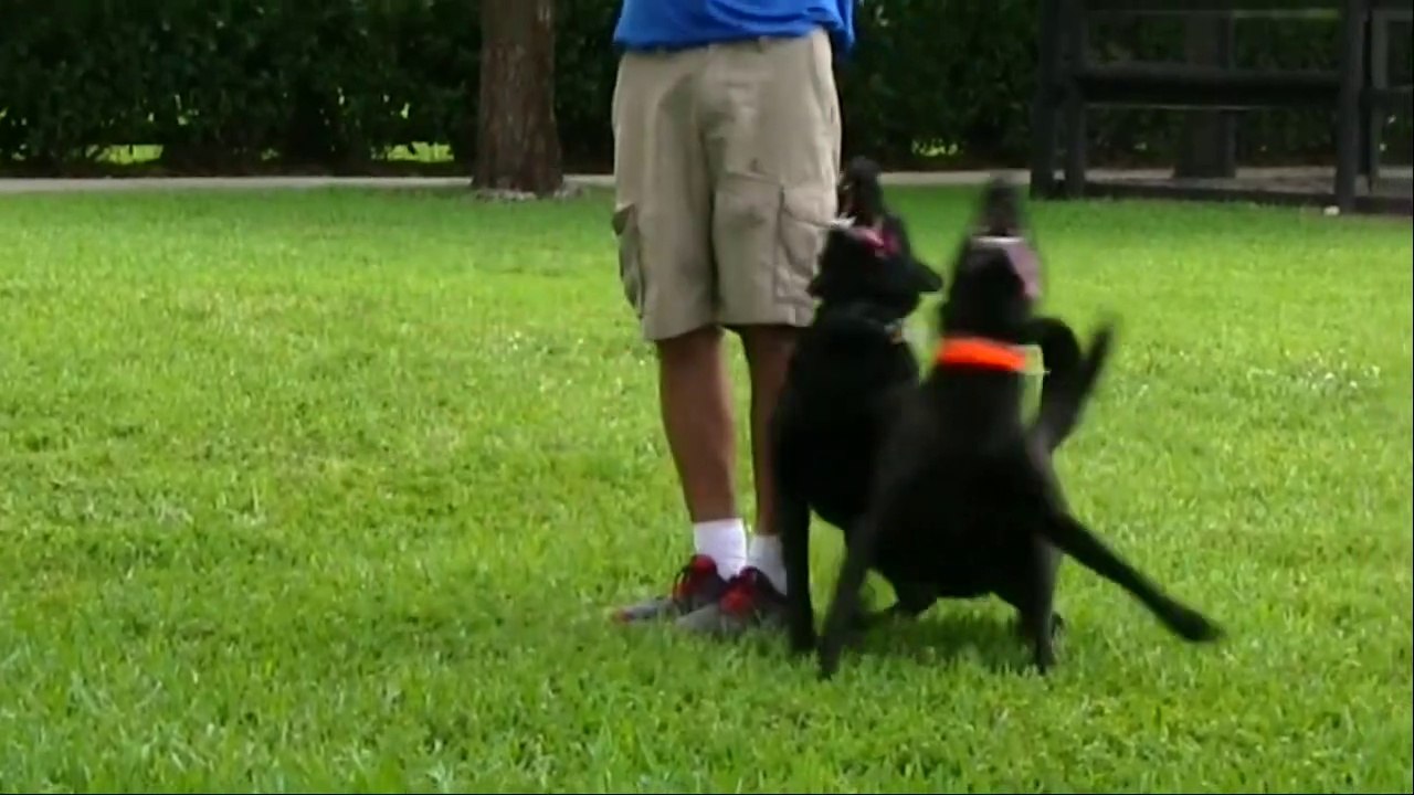 dog training,amazing training,