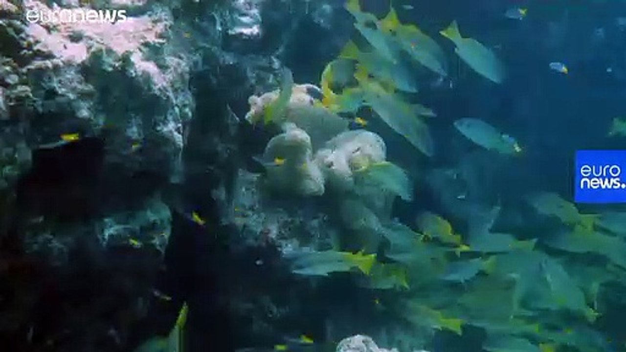 What are offshore renewables? And how do they work?