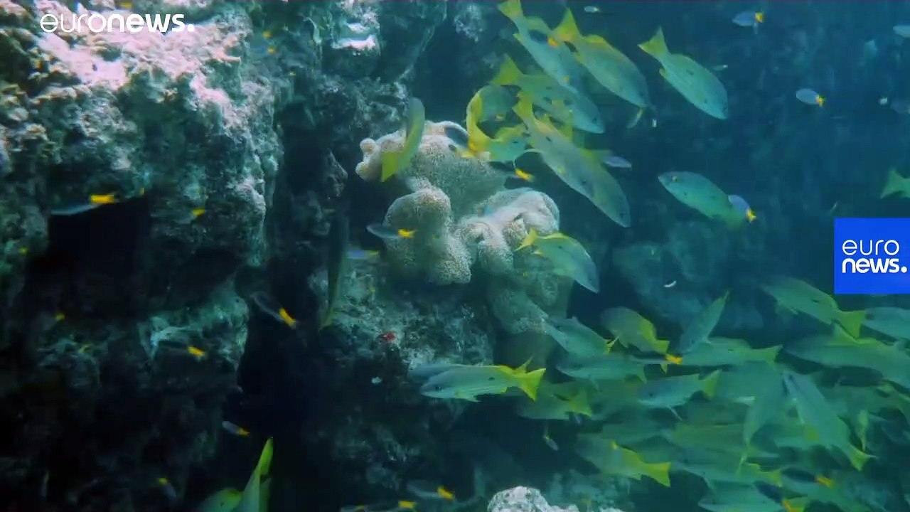 What are offshore renewables? And how do they work?