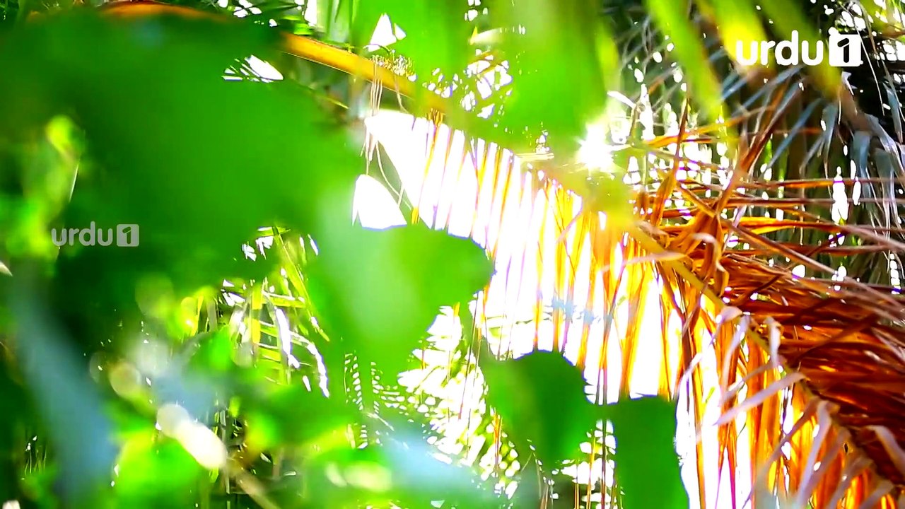 Gustakh Ishq - Episode 23 | Urdu1 ᴴᴰ Drama | Iqra Aziz, Noor Khan, Zahid Ahmed