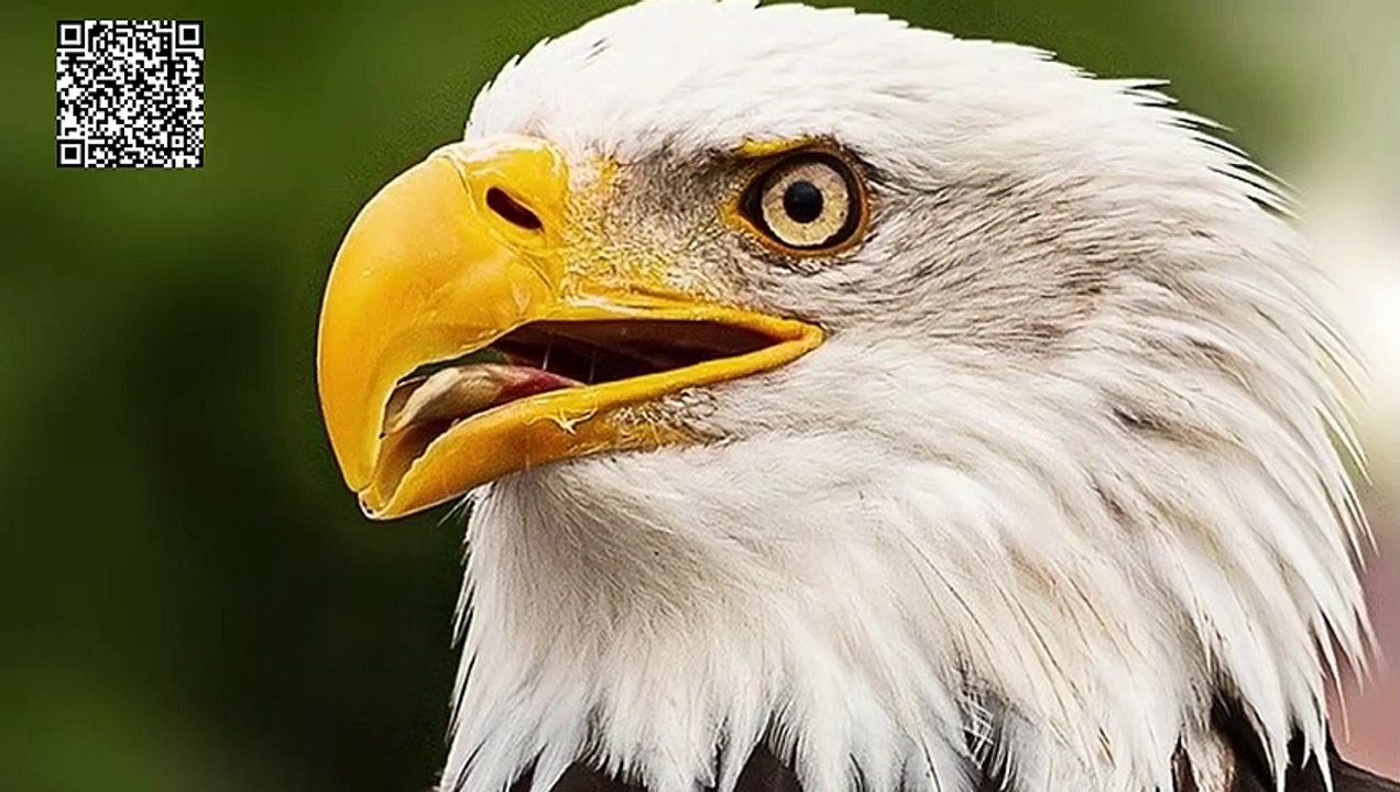 Poderoso Arquétipo da  Águia (Dopamina) Exercício com o Canto da Águia