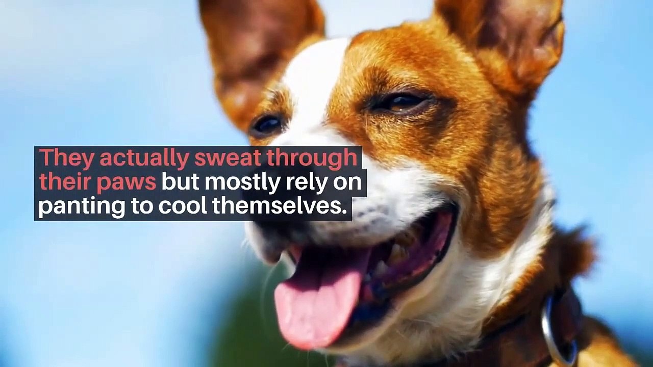 Dog Cooling Mats: What are they and are they worth it?
