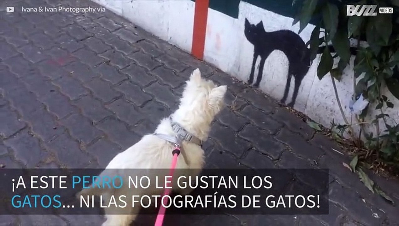 ¡Perro se asusta con la pintura de un gato en la pared!