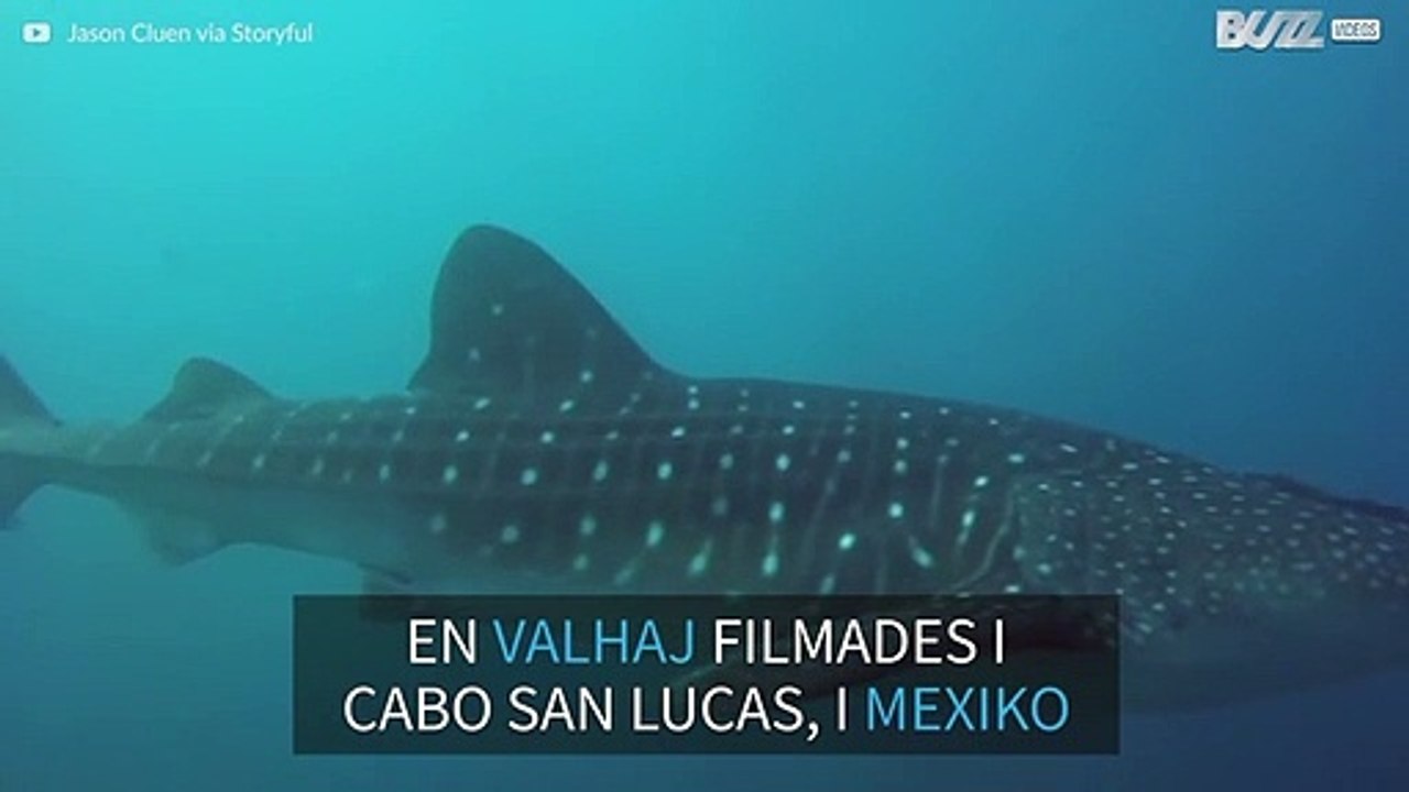 Ovanlig valhaj utanför Mexiko