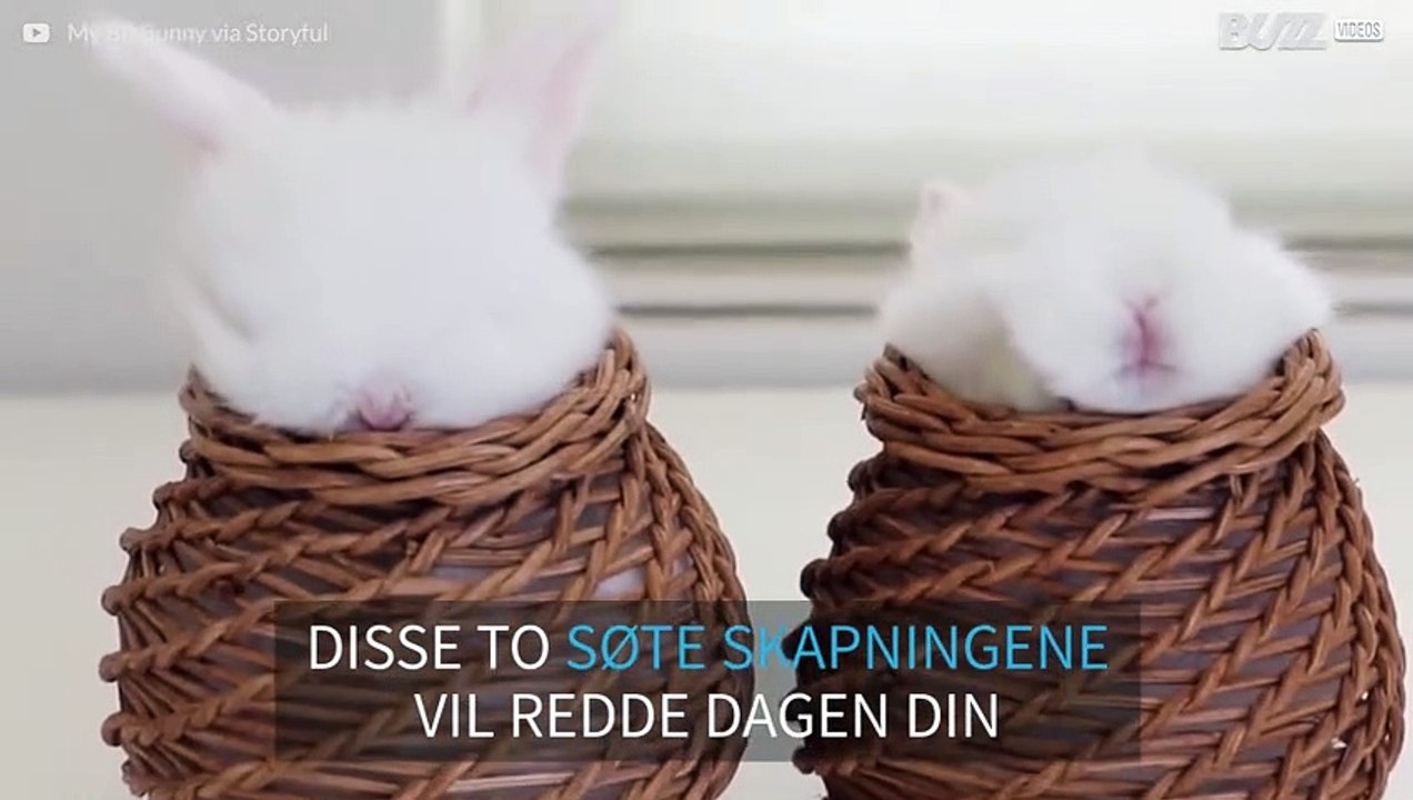 Disse kaninungene mediterer i kurven sin