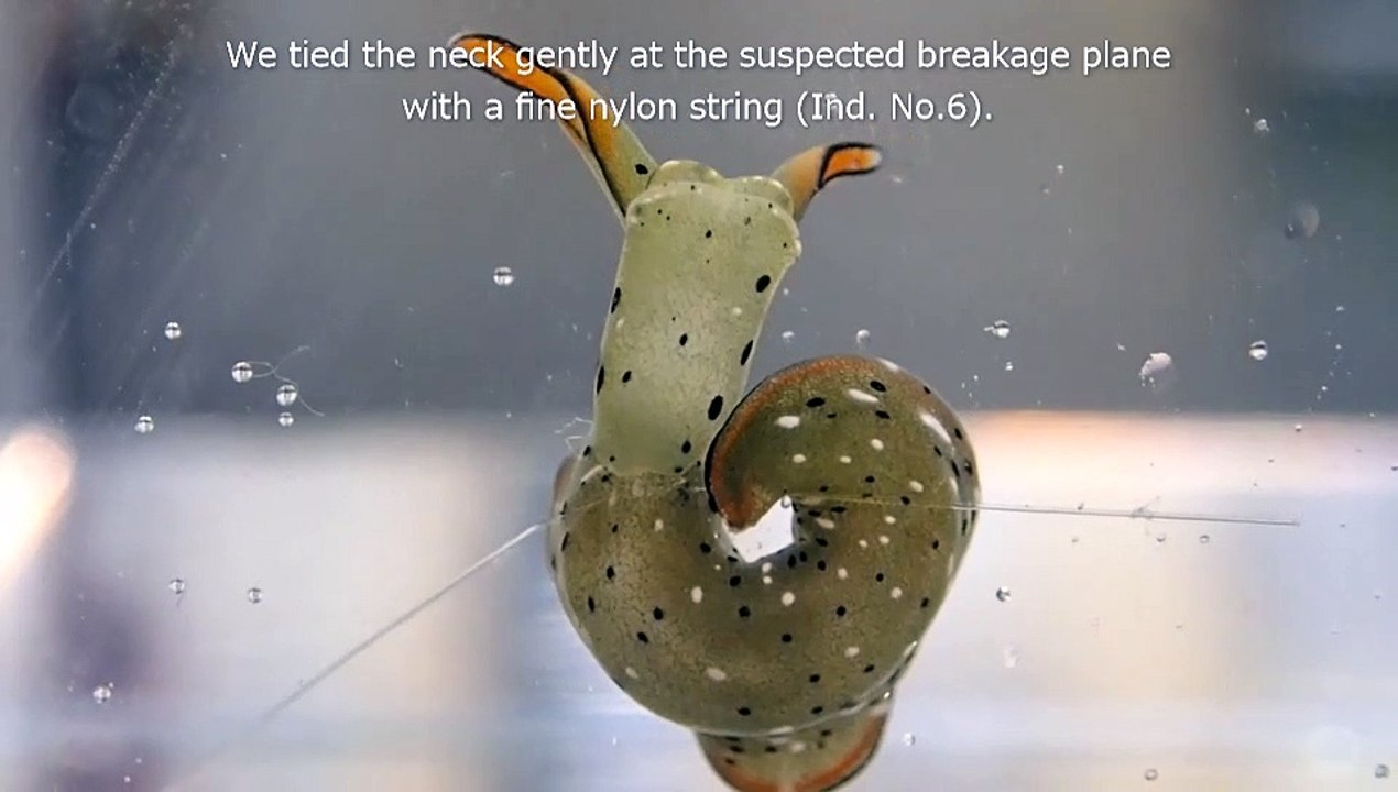 Extreme autotomy and whole-body regeneration in photosynthetic sea slugs