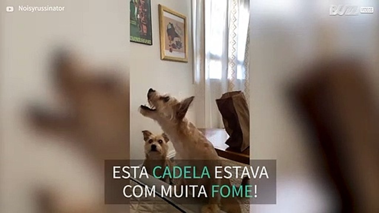 Cadela tem muitas dificuldades em pegar comida