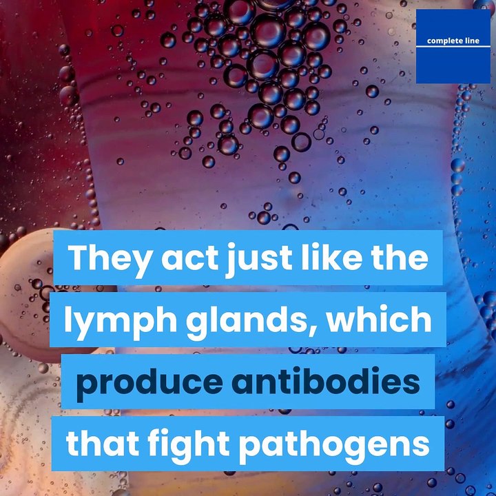 what-is-the-importance-of-the-appendix