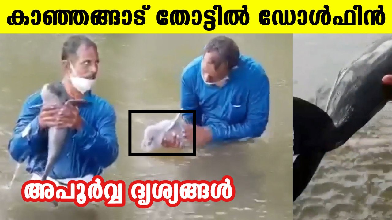 Kanhangad Dolphin Sighting: Unexpected Visitor in the Coastal Waters 🐬
