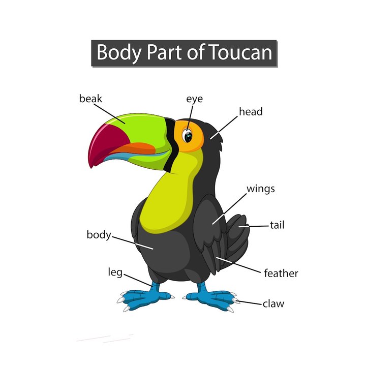Body parts of birds