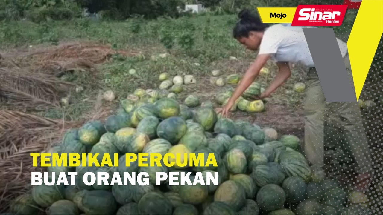Pekebun di Pekan Tawarkan Tembikai Percuma kepada Penduduk