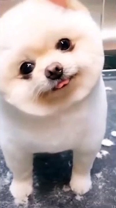 #shorts#animal shorts video ll how doggies mesmerize us with their cute actionsllFunnuest of allA