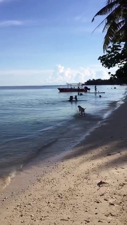 Happy Dog Skims Across the Surface