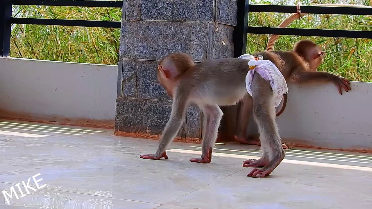 adorable newly baby Monkey Mike and Funny Baby Monkey