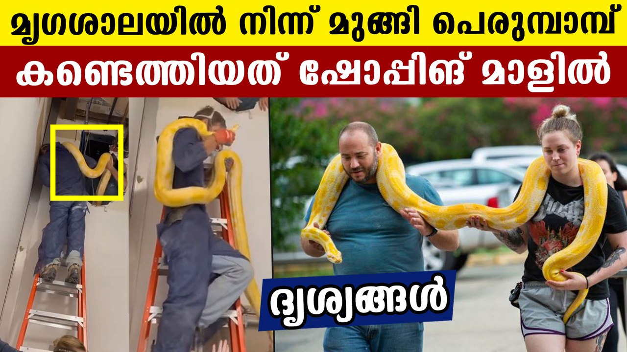 Python escaped from zoo and found in shopping mall | Oneindia Malayalam