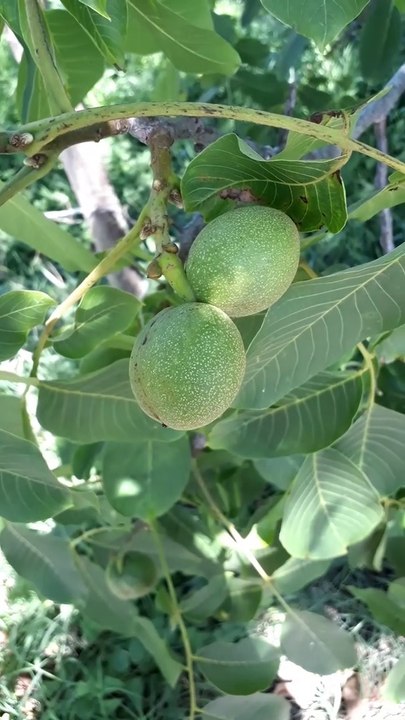 5 types of nuts growing in Turkey