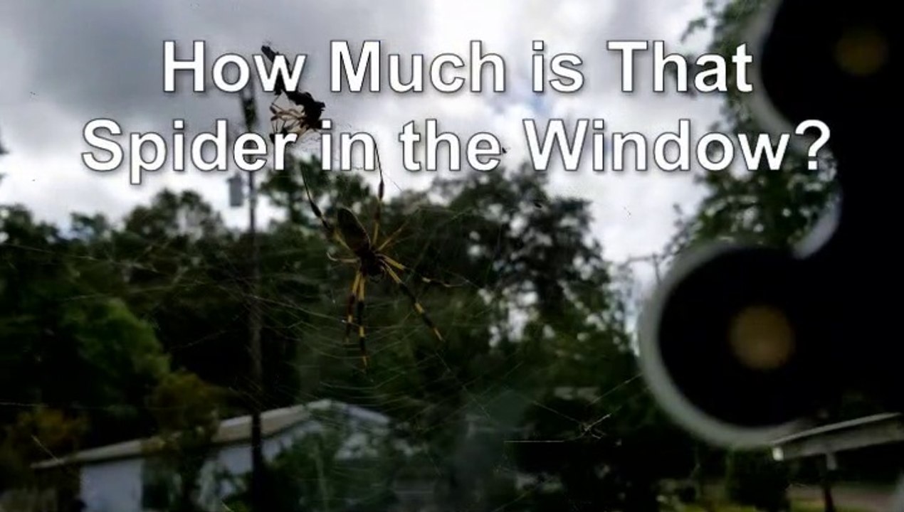 How Much is That Spider in the Window (Time-Lapse)