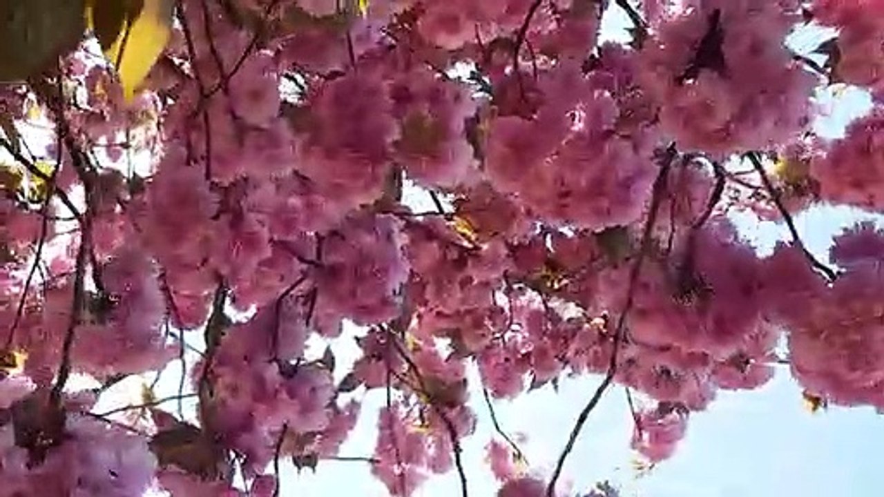 Beautiful Piano Music: Relaxing Music, Romantic Music, Sleep Music, Study Music