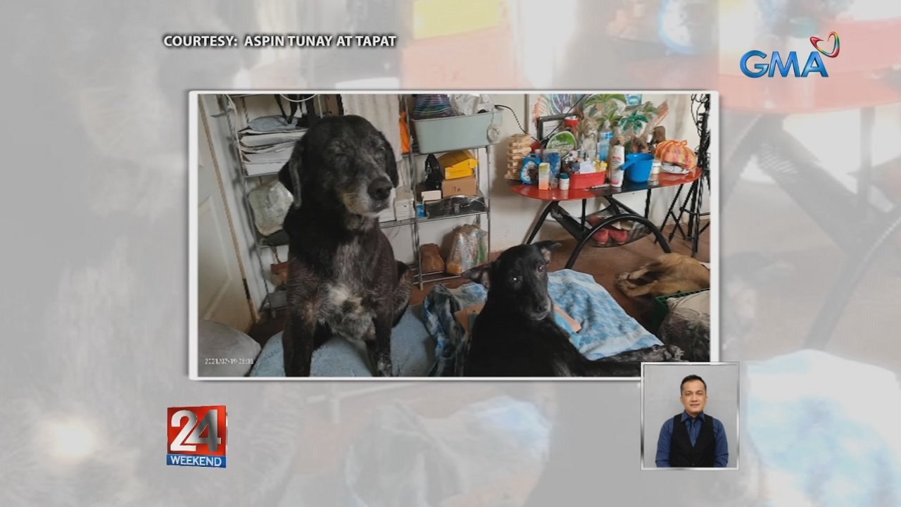 Mga senior dog nang sina Kris at Cory, pamilya ang turing ng kanilang fur mom | 24 Oras Weekend