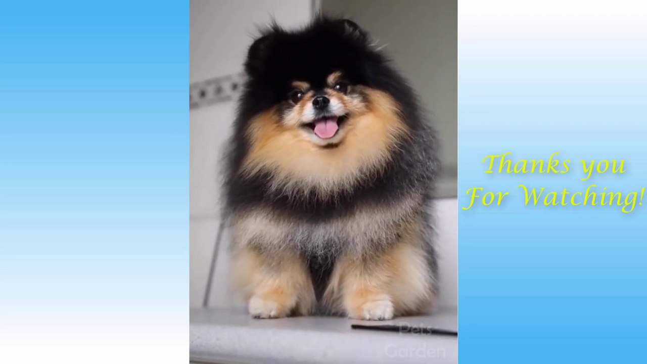 Funny cats and dogs and cute dog's and cat's life