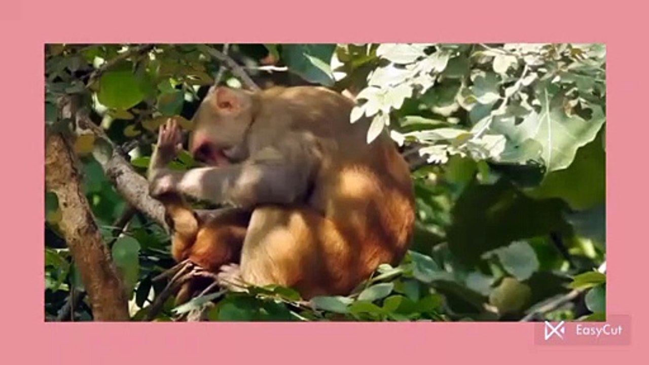 Popular Bear in Asia 🐻