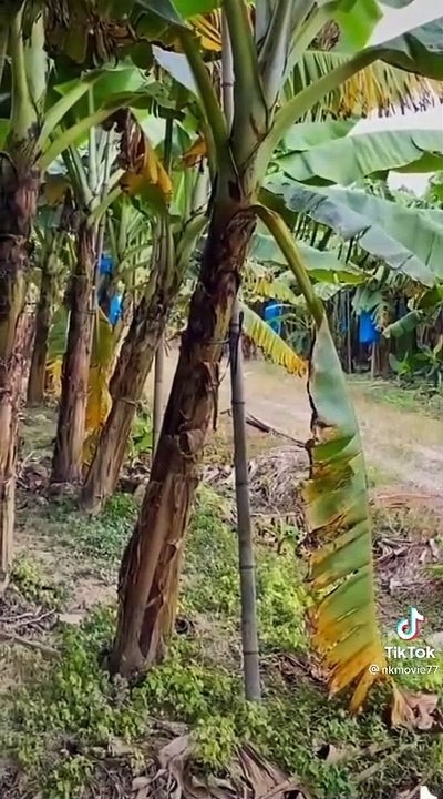 Video Ngakak Lucu & TikTok Kocak 😂