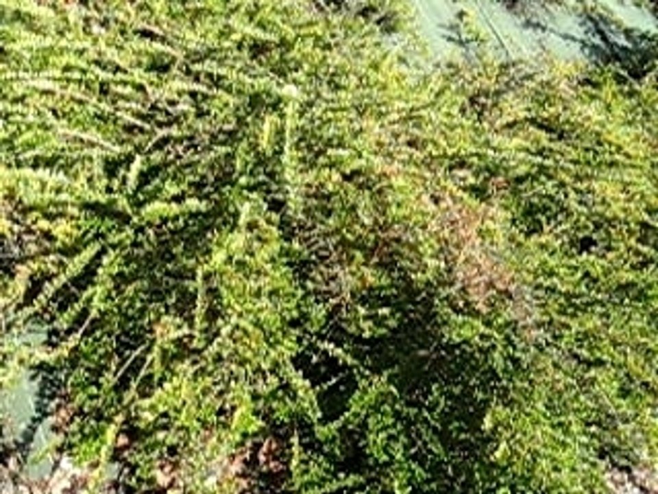 Maguo > Complicated ( lotus)