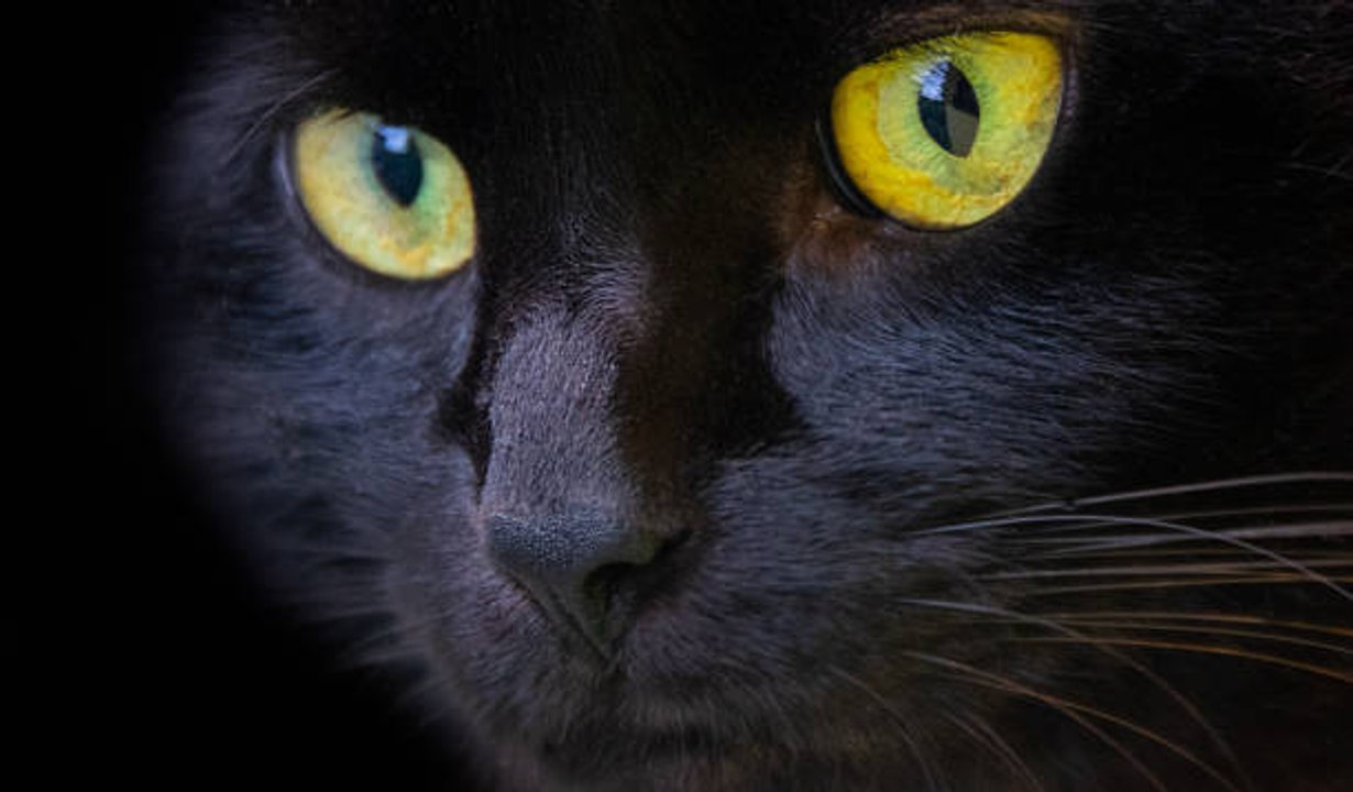 Black Cat Folklore and Superstitions: Explained