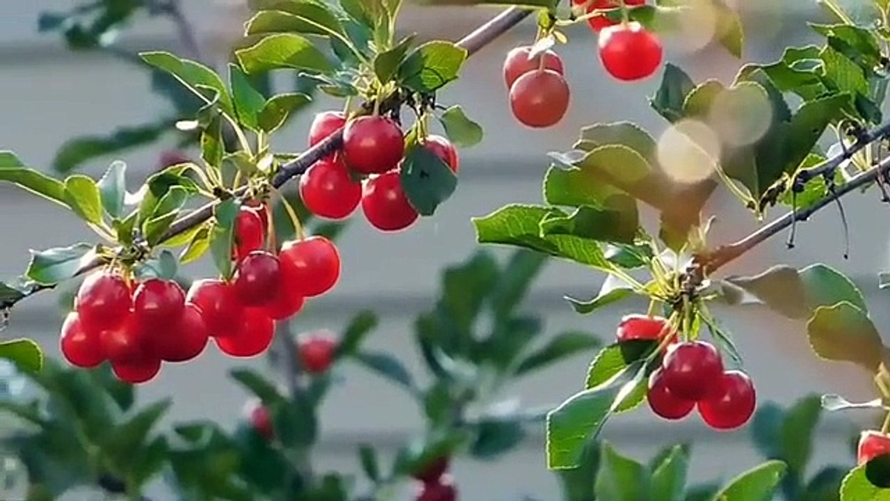 Relaxing Piano Music; Sleep music, Meditation music, Peaceful music, Calm music, instrumental music