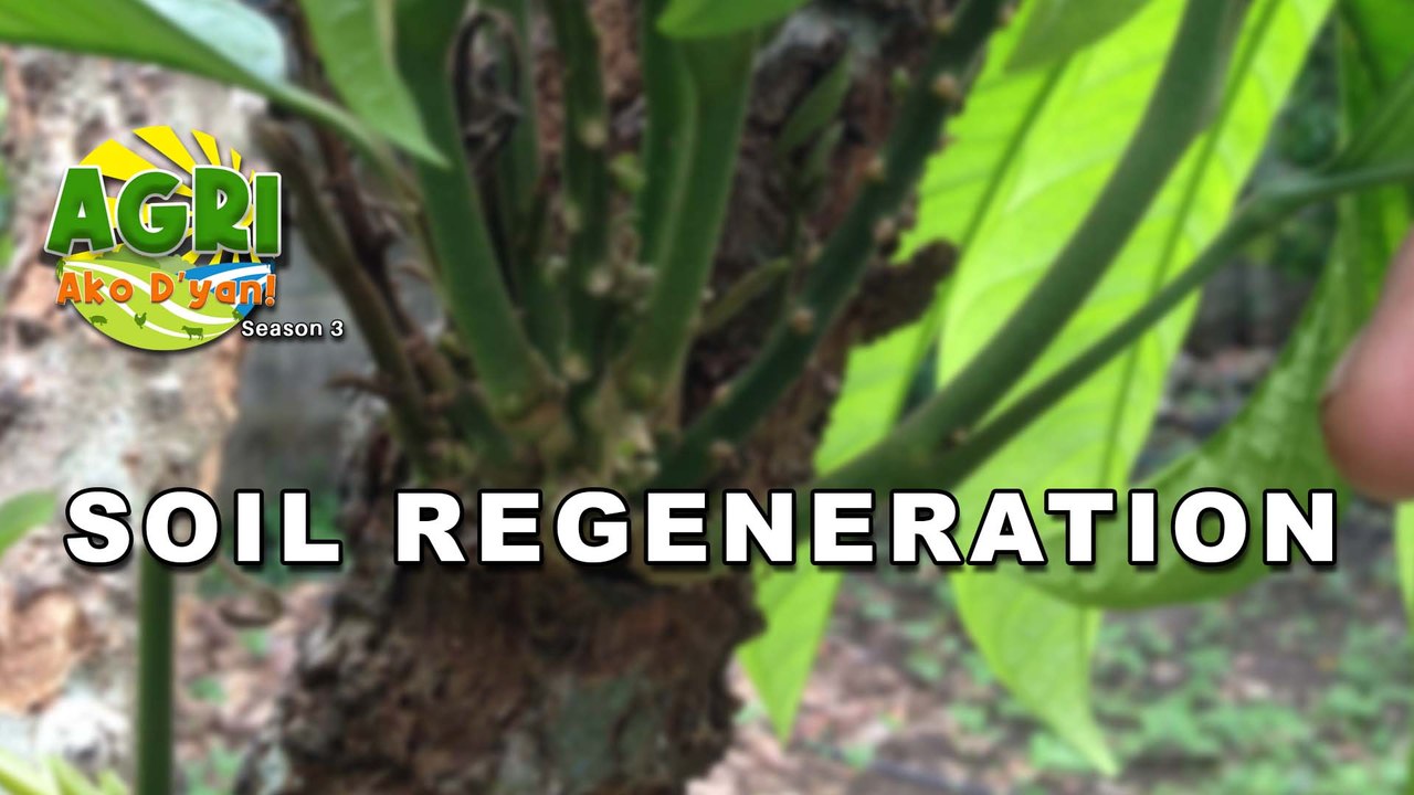 Soil Regeneration