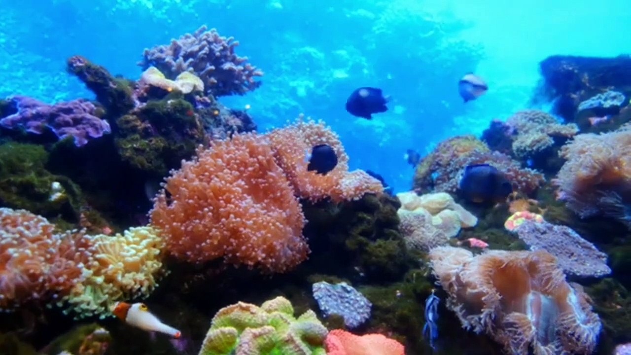 WOW ! various types of fish that are rarely found.