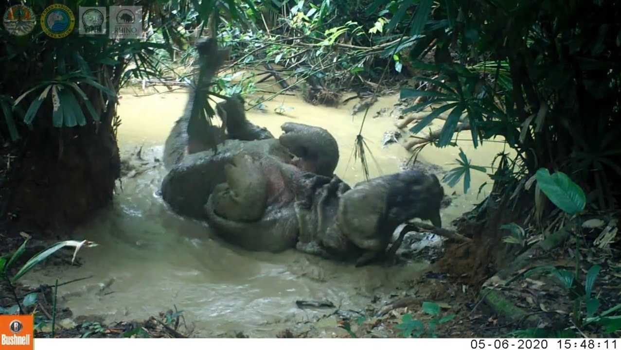Les images incroyables d'un rhinocéros de Java jouant dans la boue