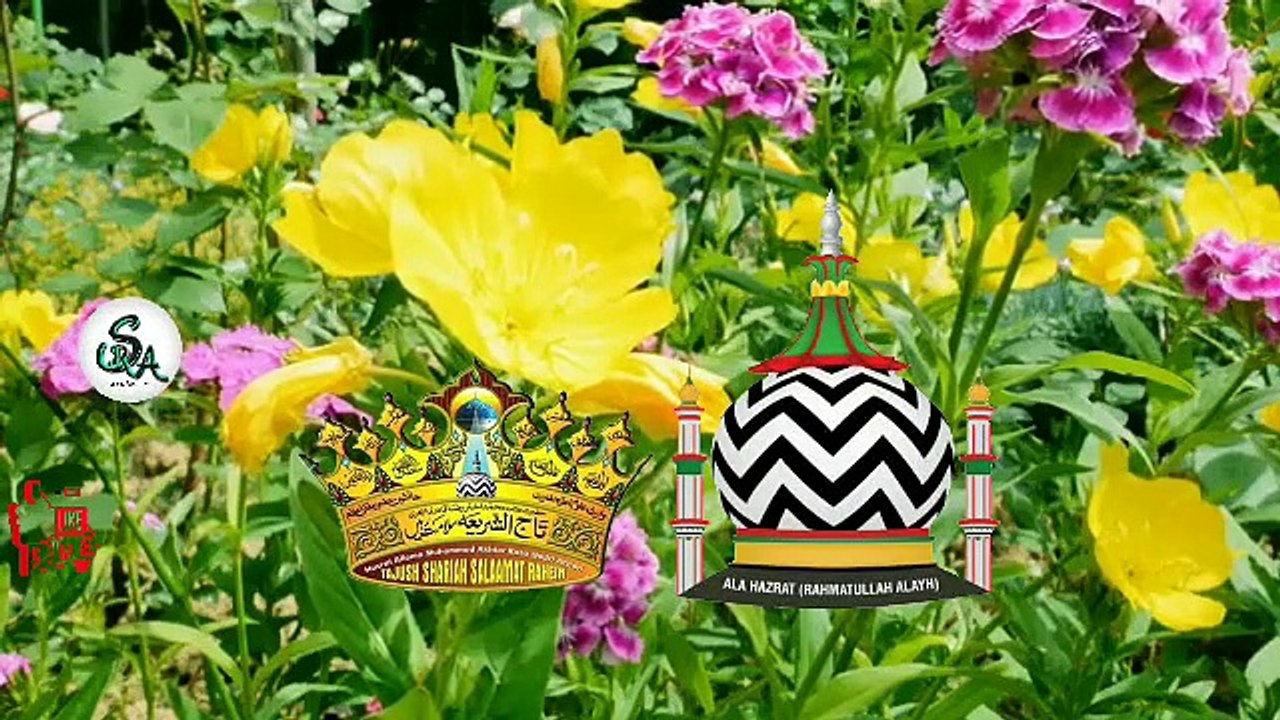 #TV VIDEO GRAPHY HARAAM HAI