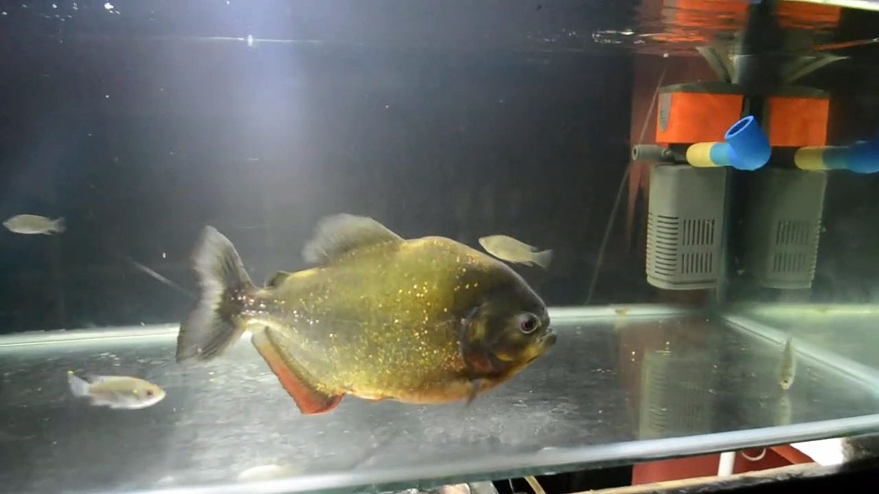 Piranha 4k HD Quality