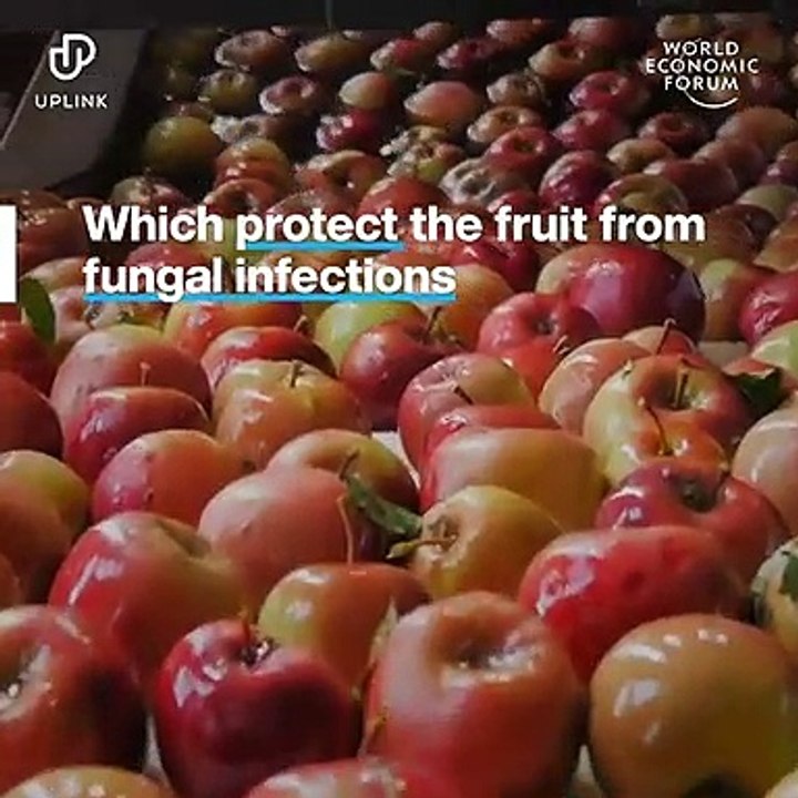 Fresh food stays edible for longer