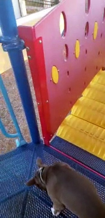 puppy slides