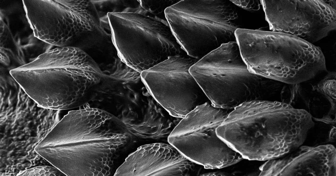 Une ancienne équation d'Alan Turing pourrait révéler le secret des écailles des requins