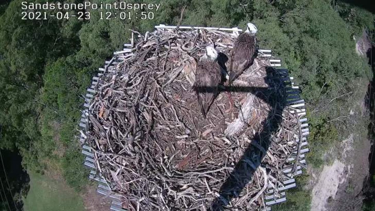 Ospreys move into new home