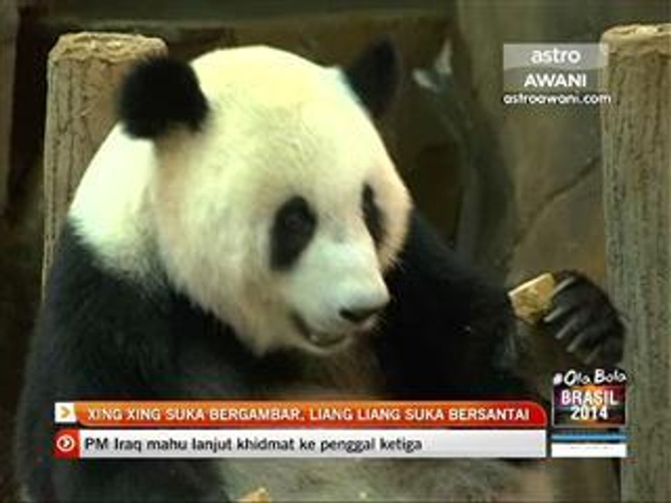 Xing Xing suka bergambar, Liang Liang suka bersantai