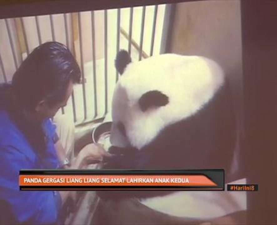 Panda gergasi Liang Liang selamat lahirkan anak kedua