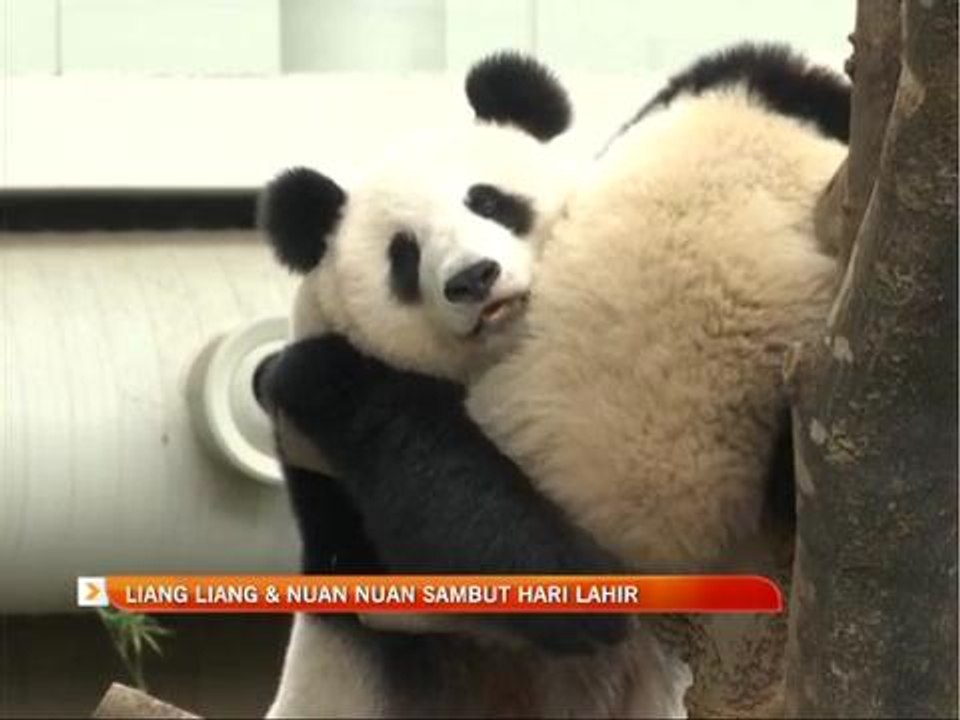 Liang Liang & Nuan Nuan sambut hari lahir