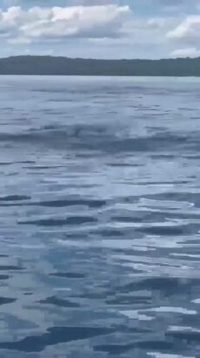 Watch as shark skims the surface of the water