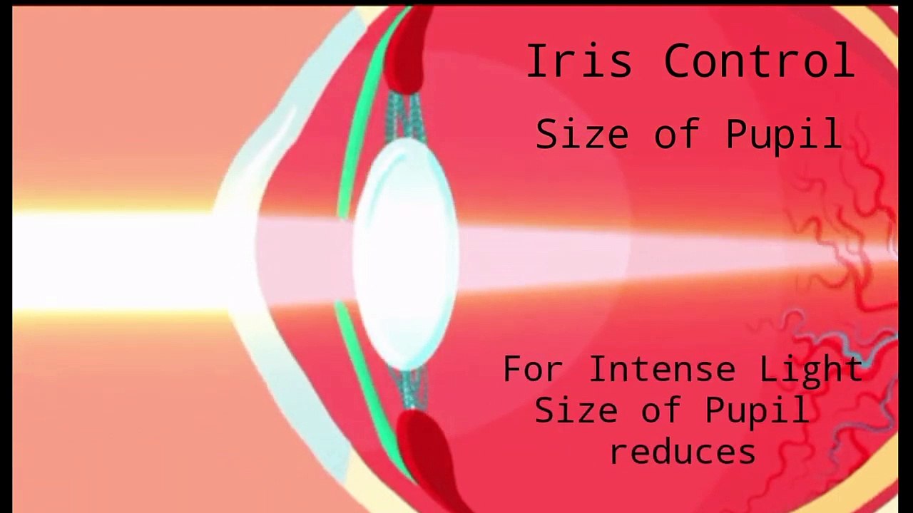 Working of Human Eye and its defect animated video @Kamaldheeriya Maths easy