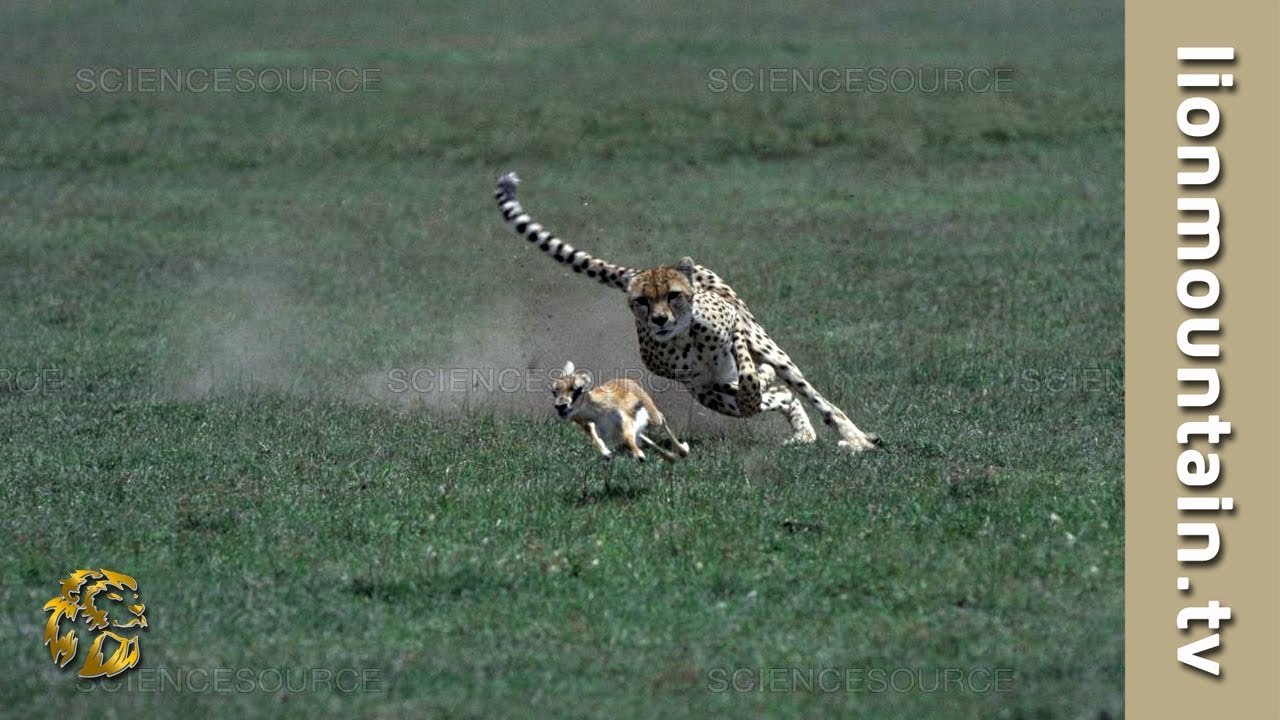 high speed dear plays around cheetah , the result is catastrophic