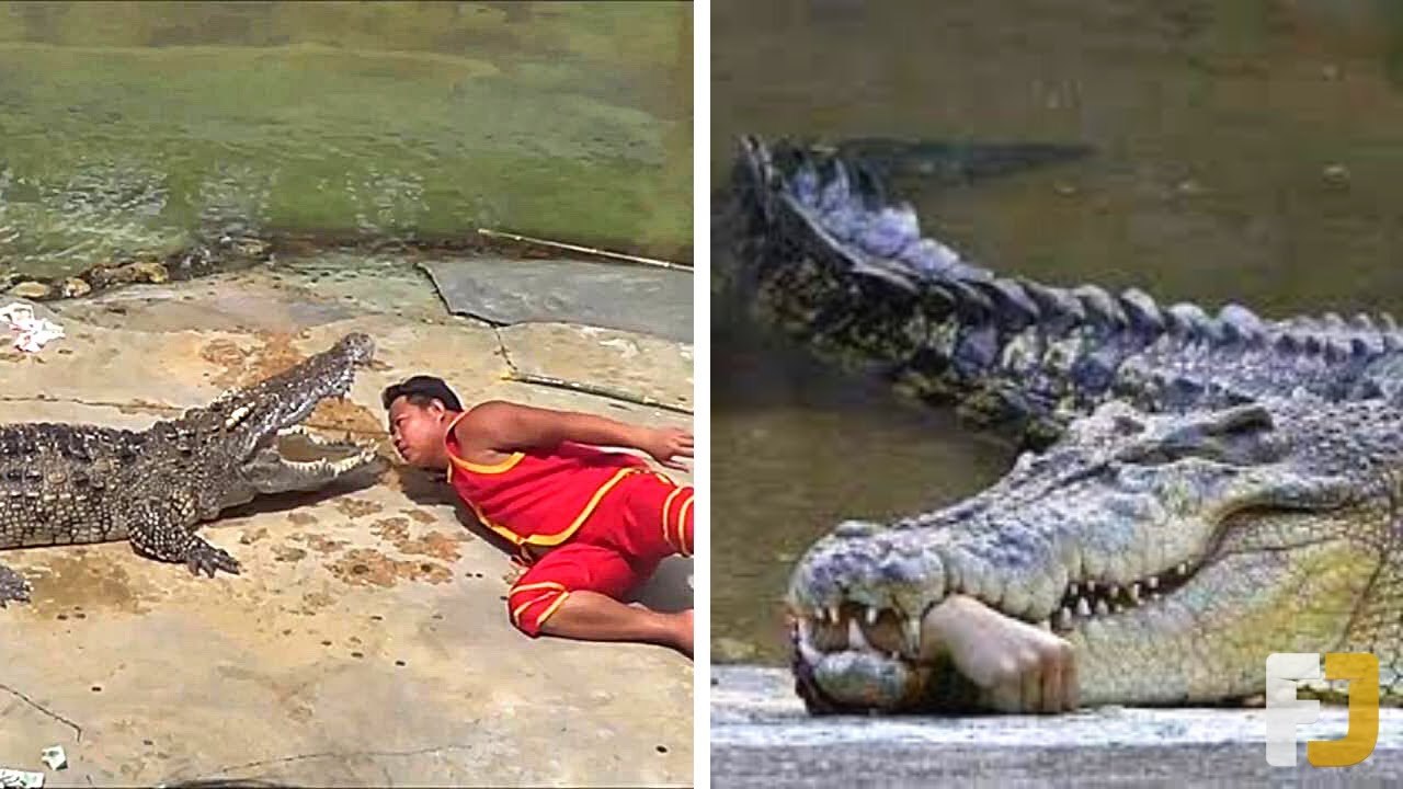 Unbelievable crocodile attack that ever seen