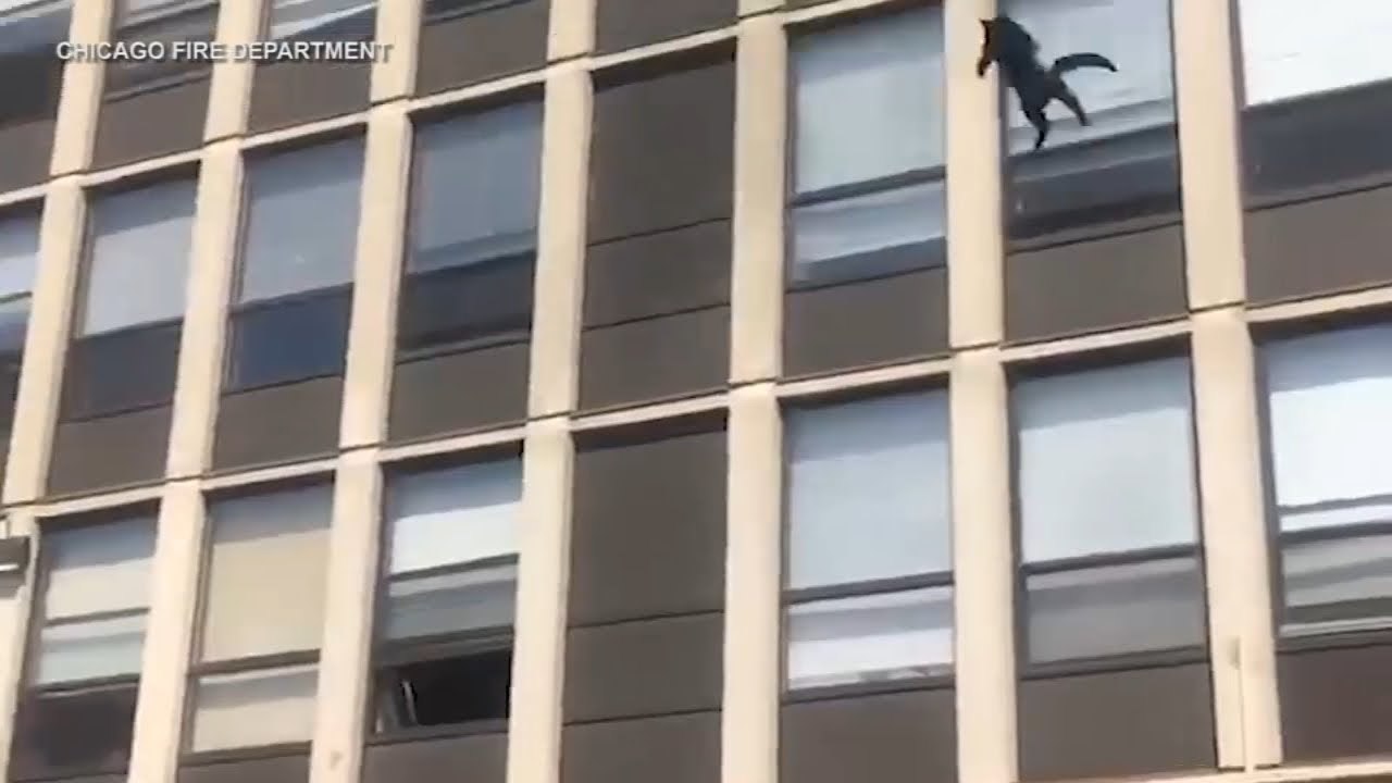 how fit and neat this cat is ?! jump from this high building while carrying another cat !