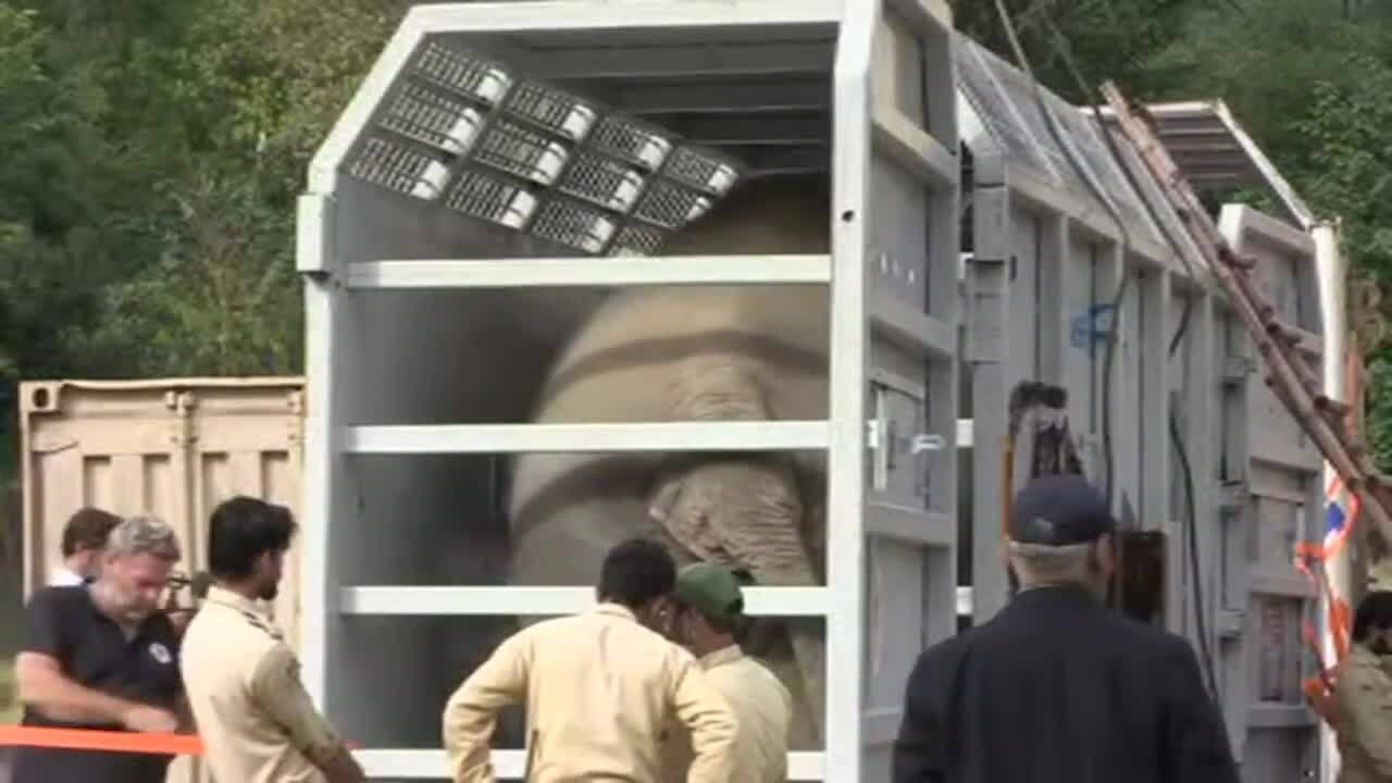 L'éléphant maltraité du Pakistan en partance pour le Cambodge