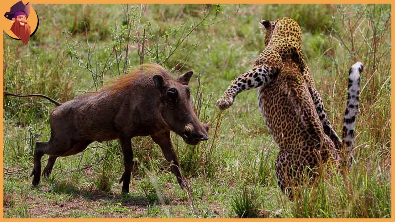 the most wild moments ever caught on camera