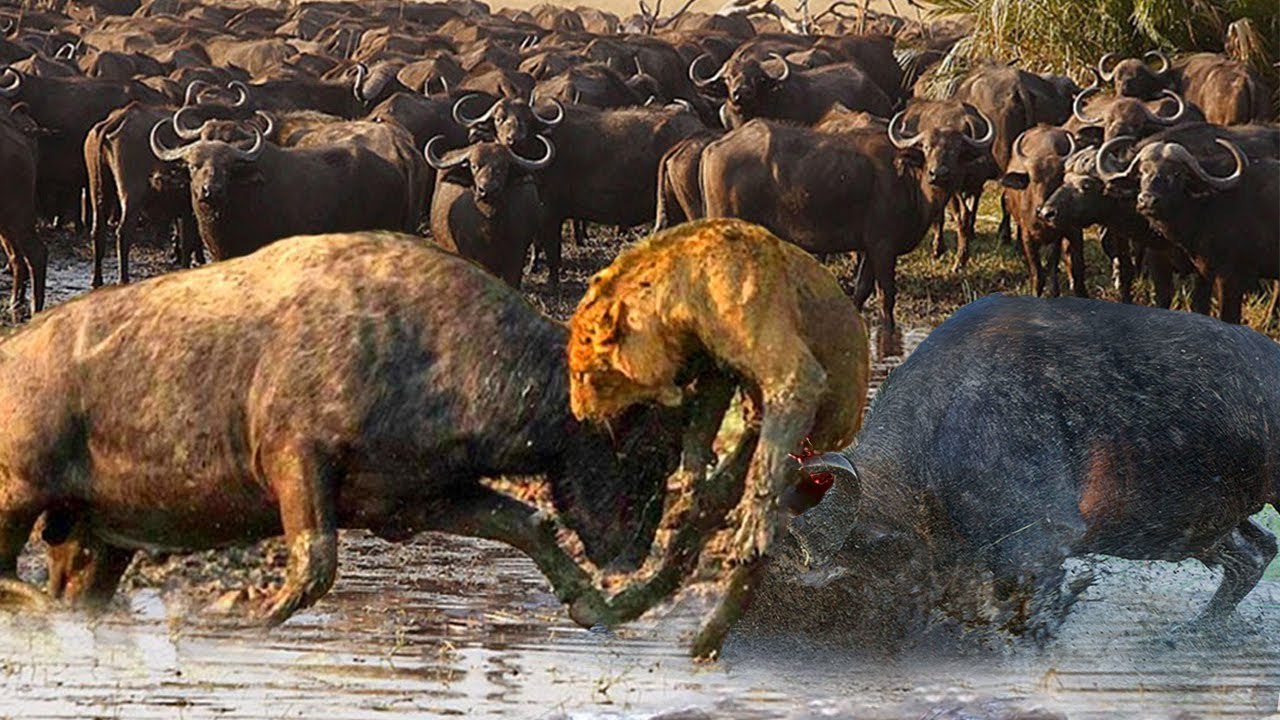 15 Lions VS one Buffalo ,drag it to water and cut it into pieces