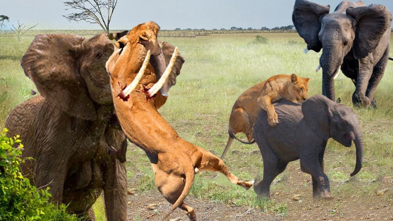 female elephant tries to rescue her baby from lion jawes